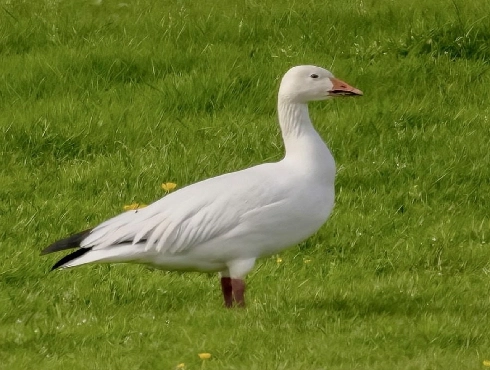 Snow Goose